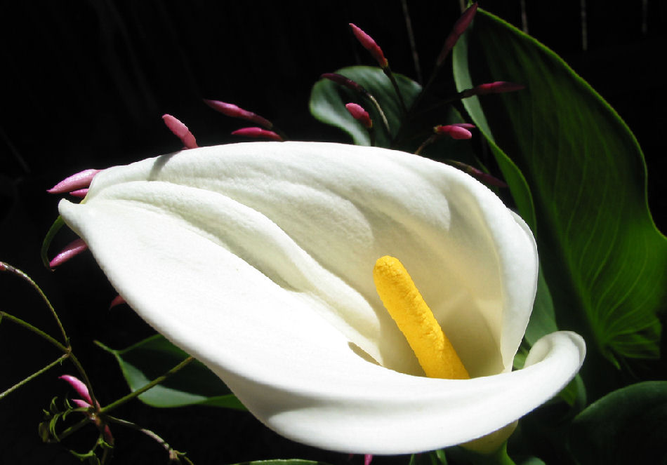gala çiçeği (lanta lily)