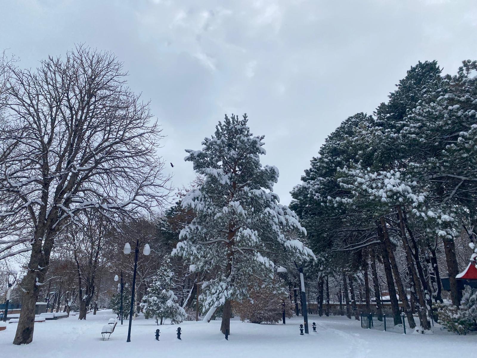 Ağaçların Beyazla Ihtişamı