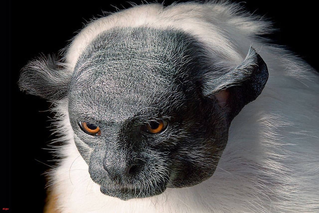Alaca Tamarin_1280x854