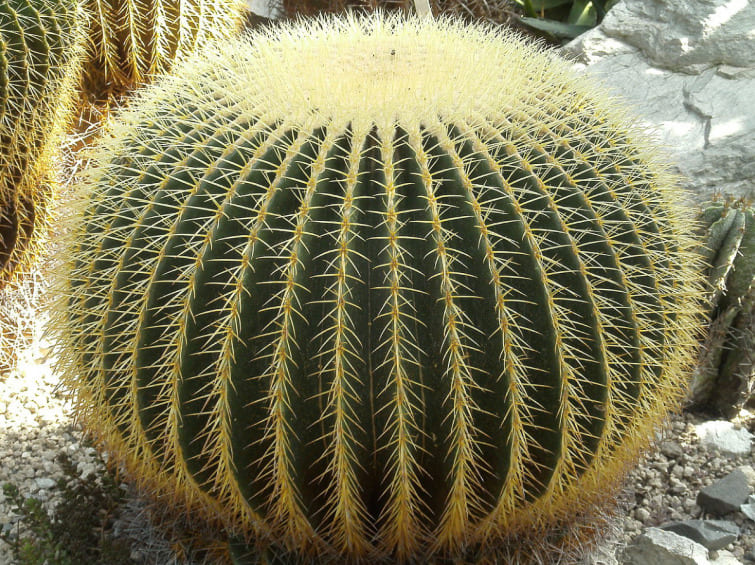 Altın Fıçı Kaktüsü (Echinocactus Grusonii)