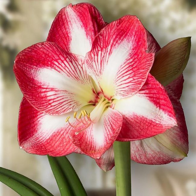 amaryllis