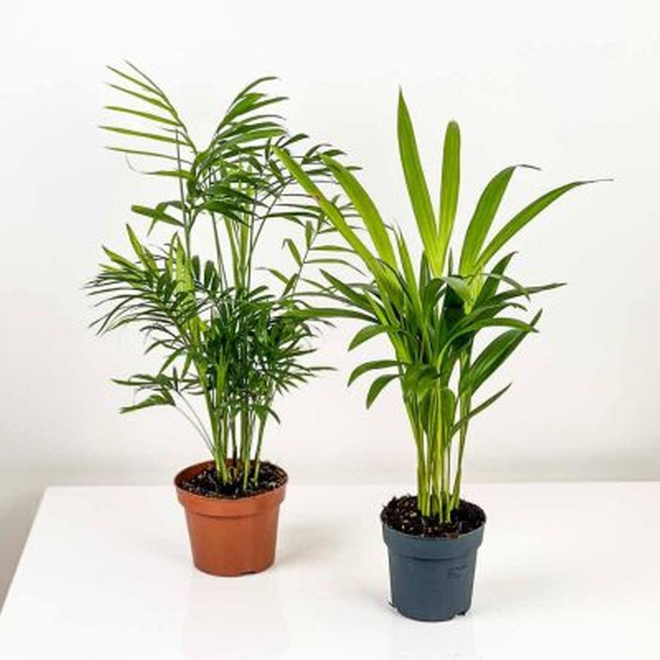 Areka Ve Dağ Palmiyesi 960X960