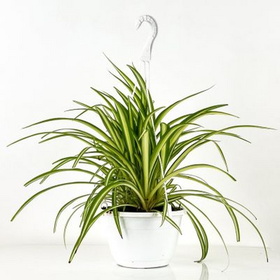 Askılı Kurdele Çiçeği 960X960