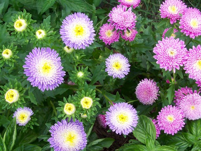 aster