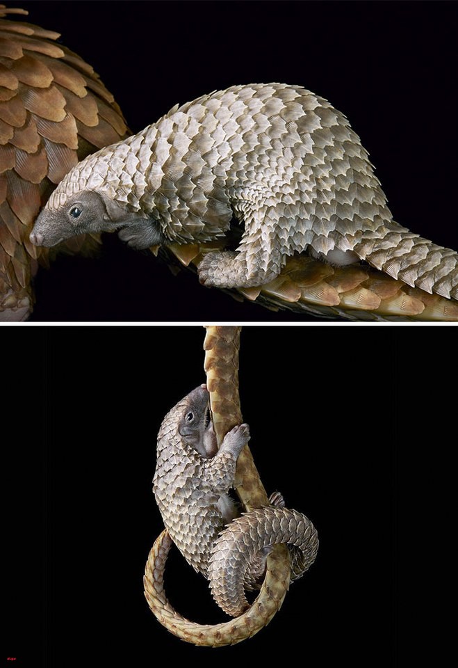 Beyaz Pangolin_659x960