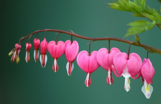 şebboy çiçeği