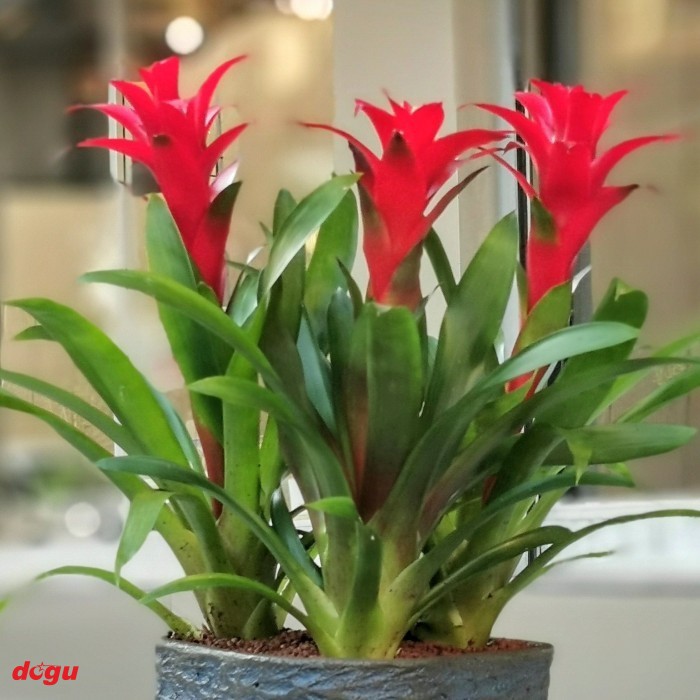 Bromeliad – Guzmanya