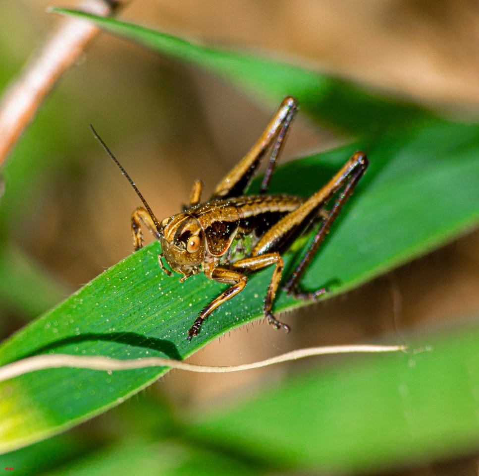 Çekirge  (2)_967x960