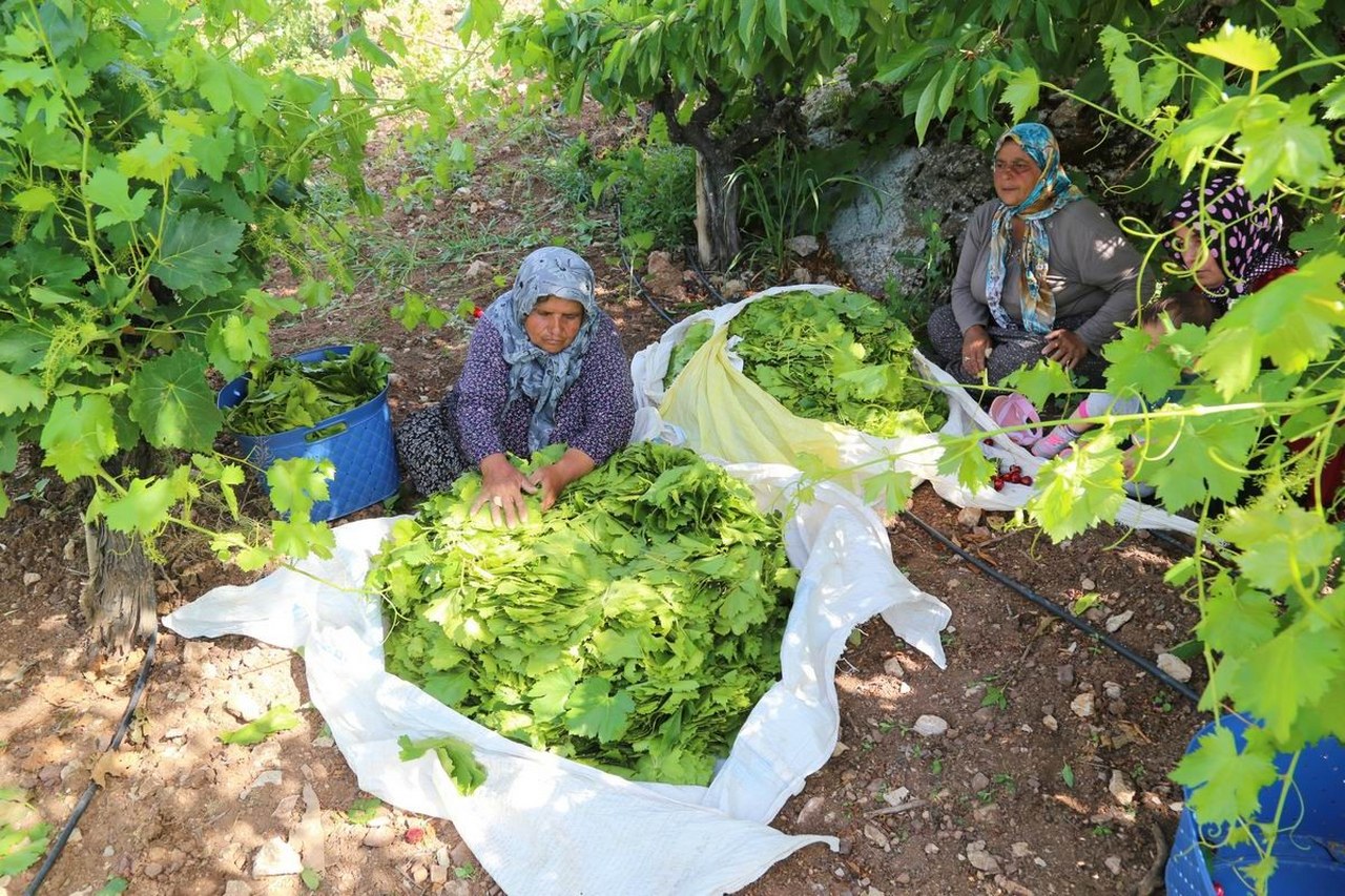 Cimin Üzüm yaprağı çıktı (1)_1280x853