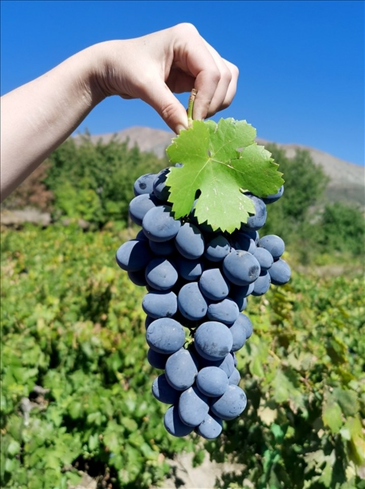 CİMİN ÜZÜMÜ_718x960