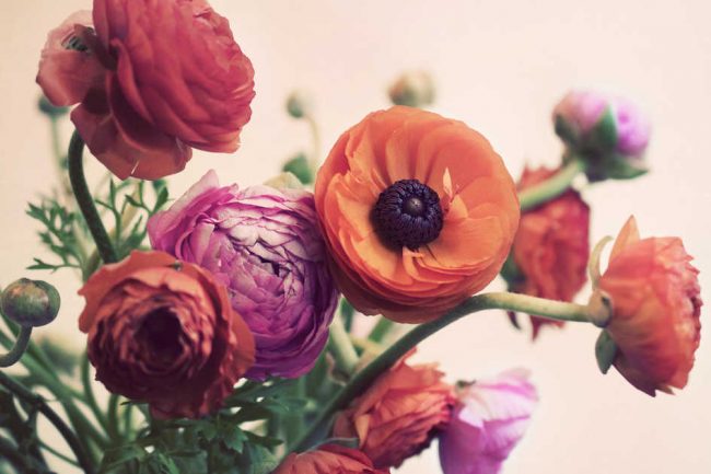 Ranunculus 