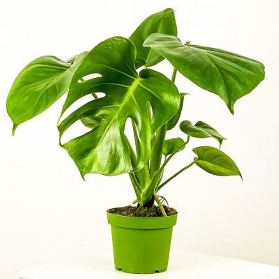 Deve Tabanı Bitkisi Monstera Deliciosa 960X960
