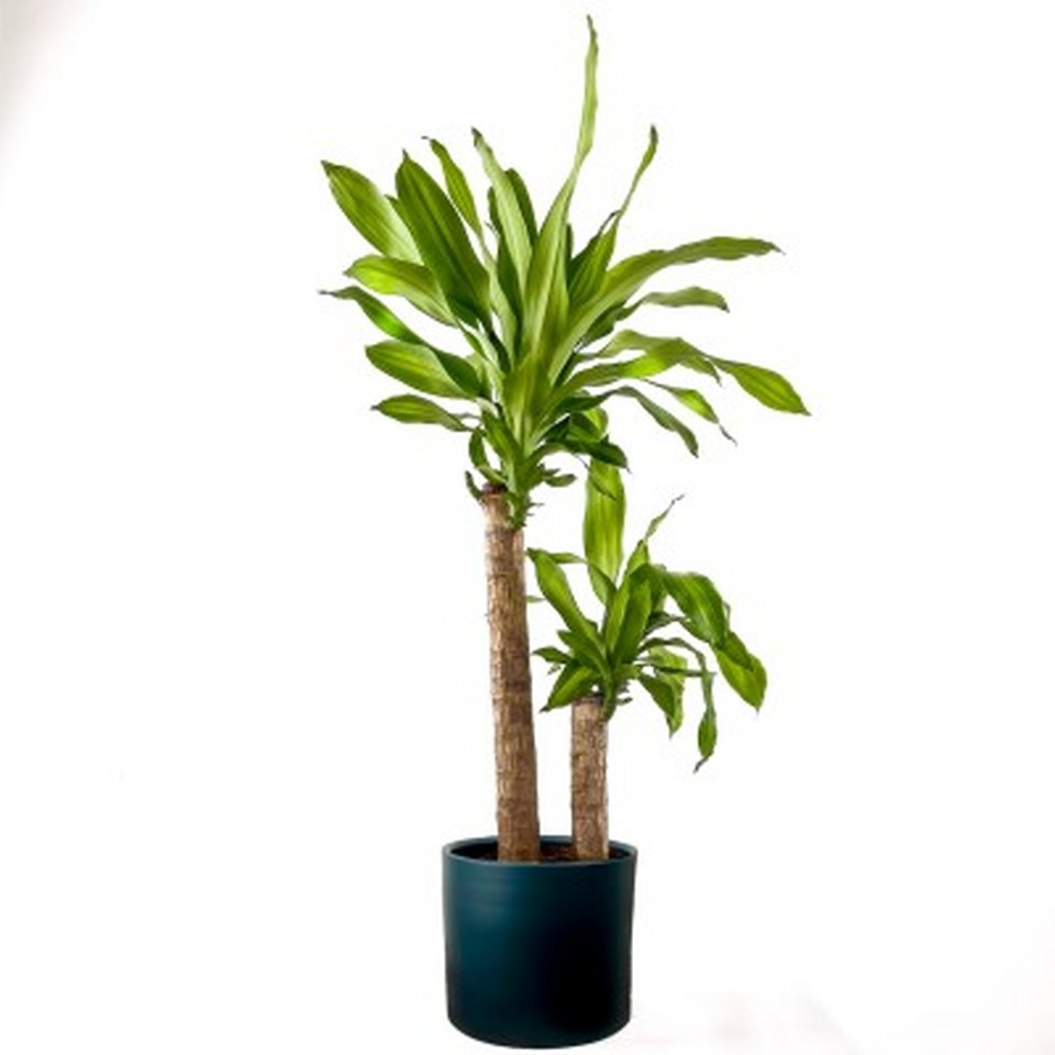 Dracaena Massengeana Bitkisi 960X960