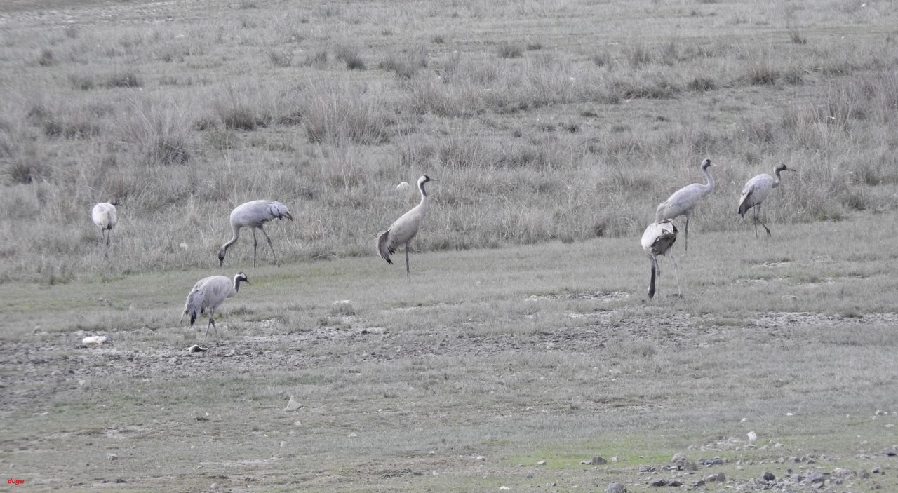 Erzincan’da Ekşisu birçok kuş türüne ev sahipliği yapıyor (2)_1280x703