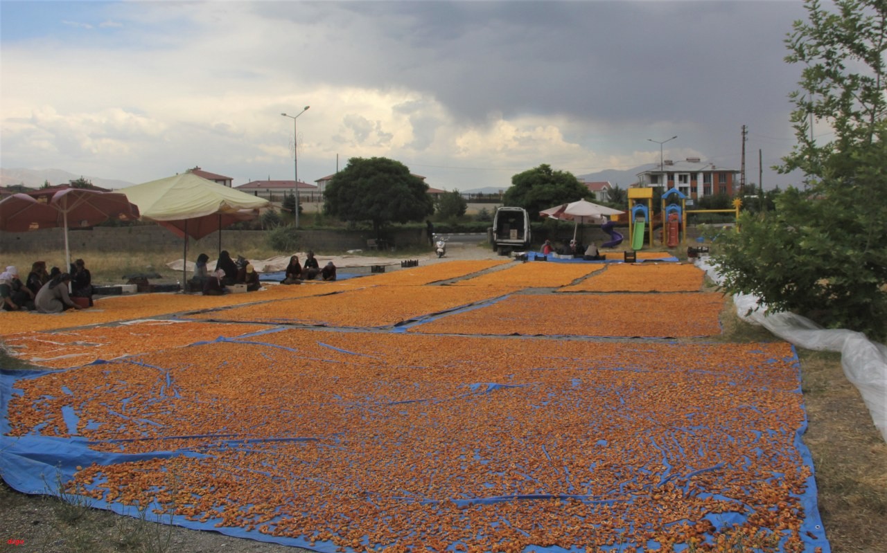 Erzincan’da kayısı hasadı sonrasında kurutma yolcuğu başladı (1)_1280x799
