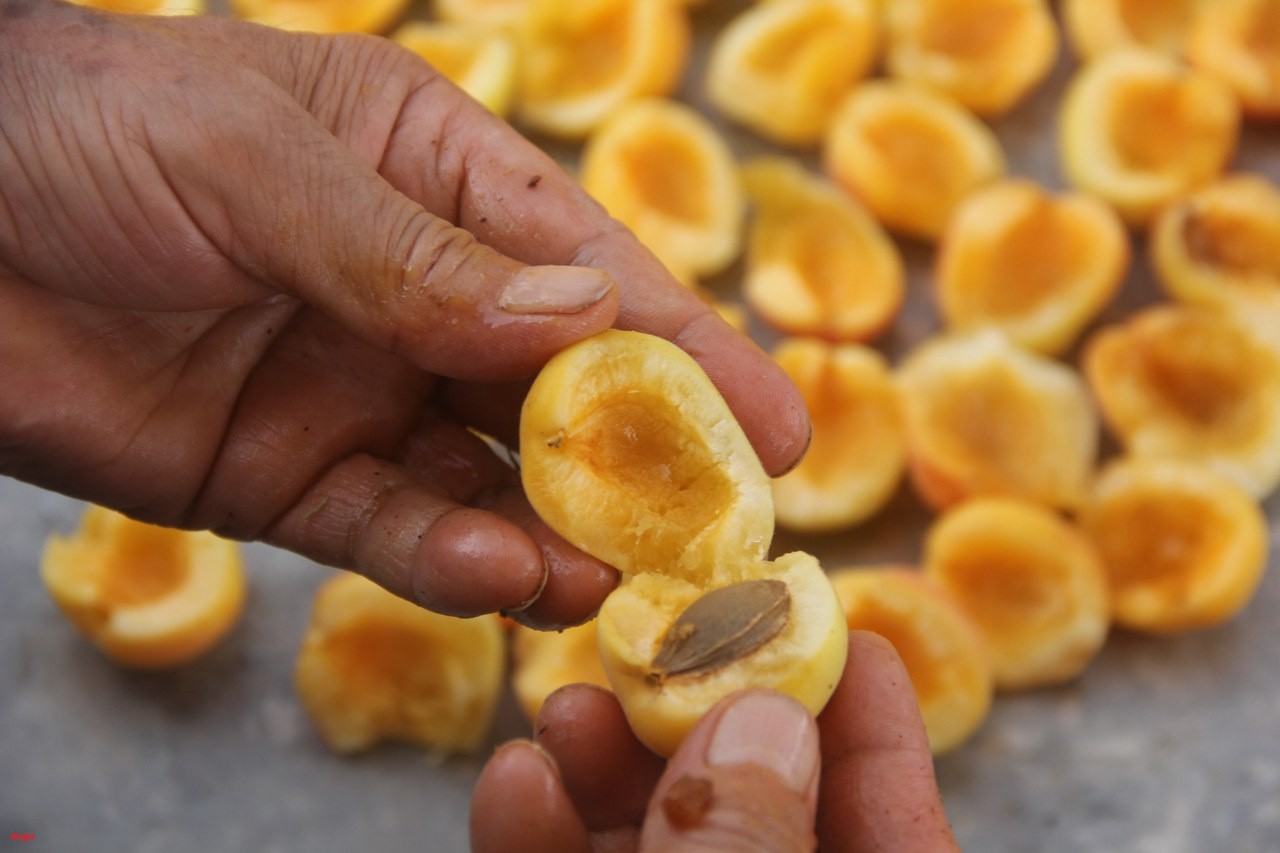 Erzincan’da kayısı hasadı sonrasında kurutma yolcuğu başladı (3)_1280x853