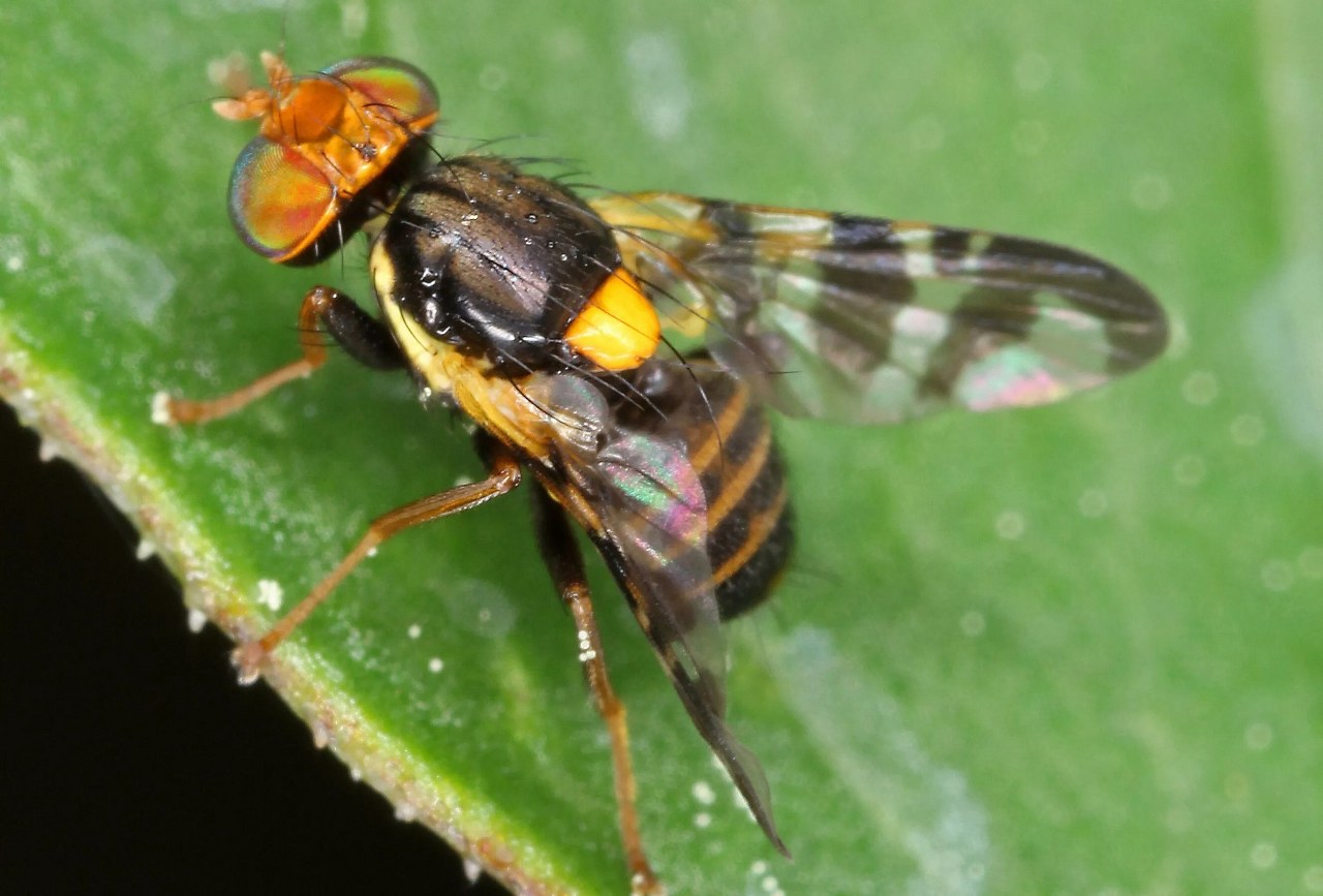 Erzincan’da Kiraz Sineği İle Mücadele Başladı (1)_1280x867