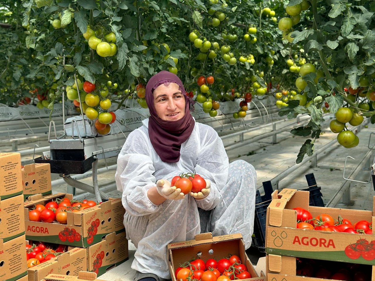 Erzincan'ın Jeotermal Isıtmalı Serasında Ilk Hasat Gerçekleşti! (7) 1280X960