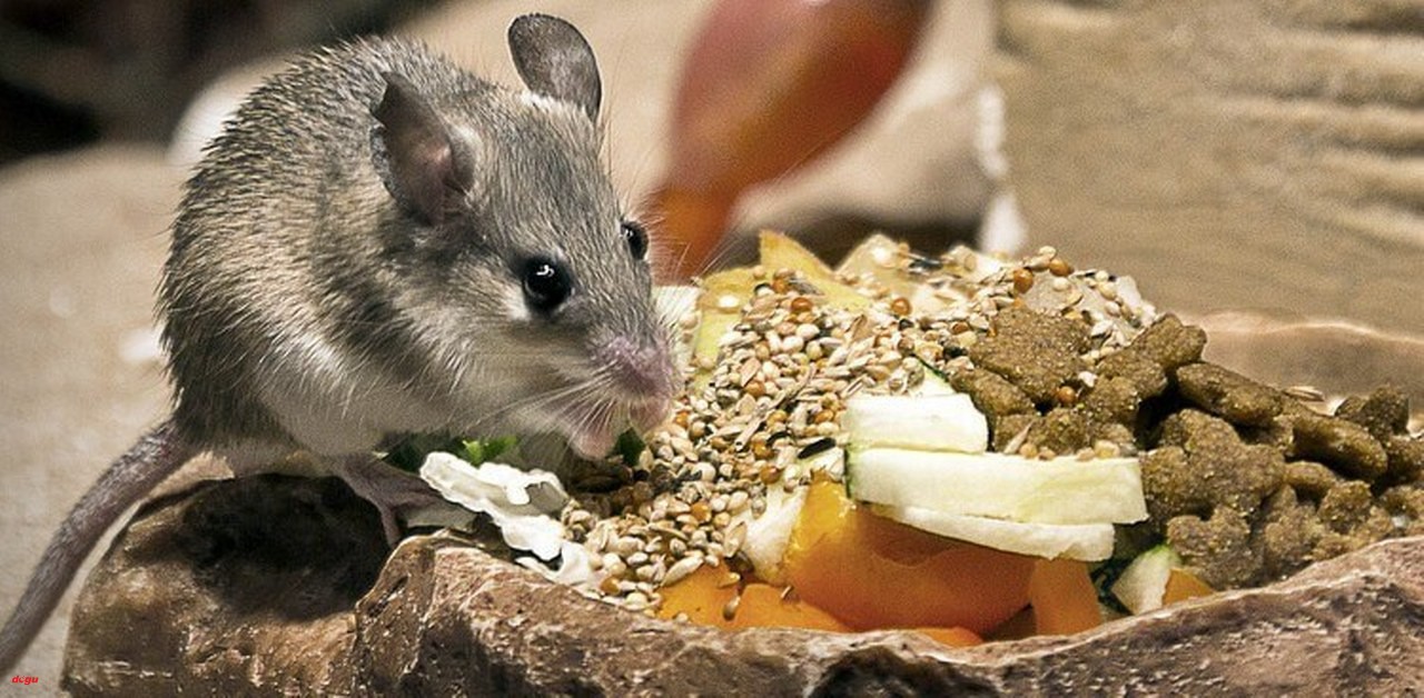 Fareler Nasıl Uzaklaştırılır 9 doğal yöntem (4)_1280x628