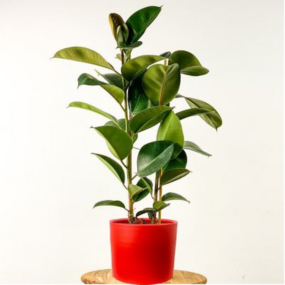 Ficus Elastica Kauçuk 960X960