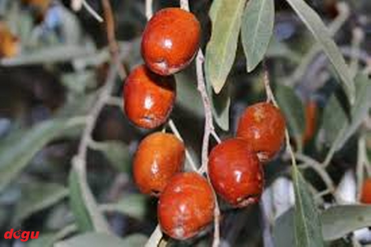 İğde, yaprağı, suyu neye iyi gelir İğde nasıl tüketilmeli (4)_1280x852