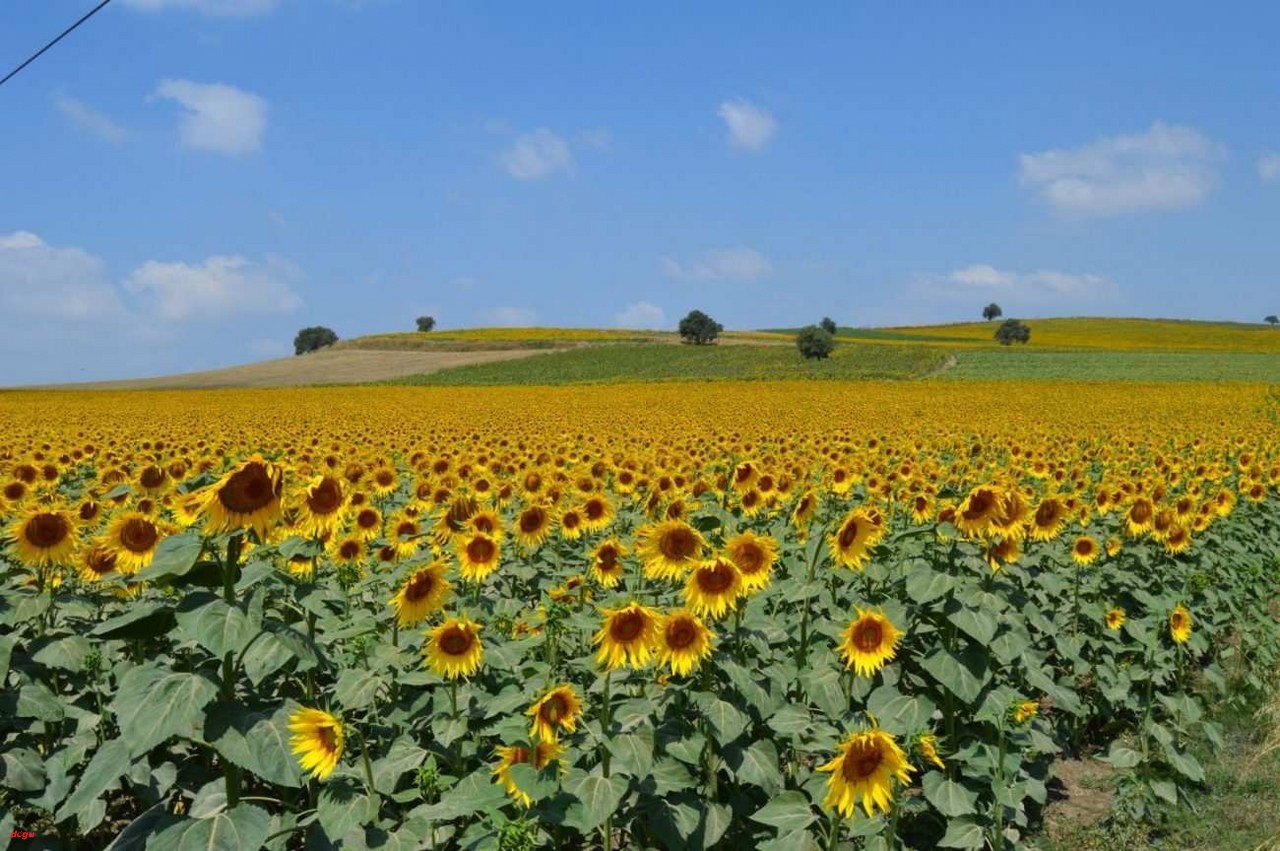 İnsanlara umut aşılayan ayçiçeği ve mitolojik hikayesi (3)_1280x851