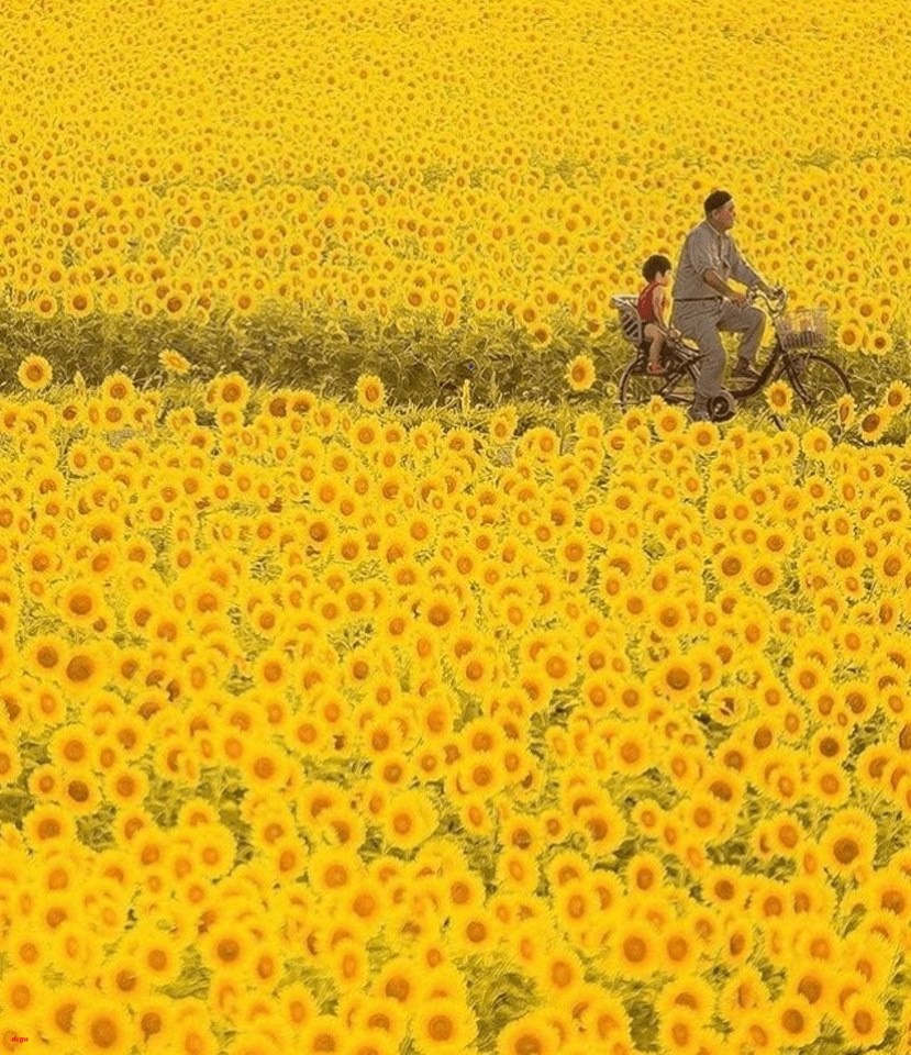 İnsanlara umut aşılayan ayçiçeği ve mitolojik hikayesi (5)_829x960