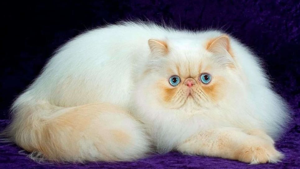 İran Kedisi (Persian)