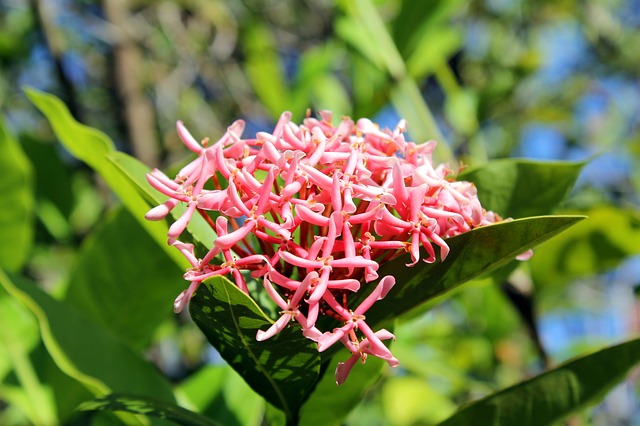 ixora chinensis
