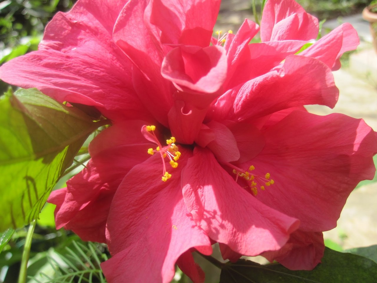 Japon (Çin) Gülü veya Hibiskus çiçeği bakımı (2)_1280x960