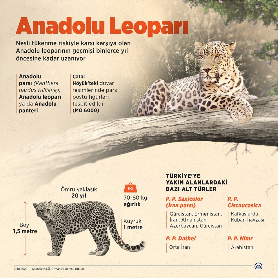 Kadim toprakların atası Anadolu Leoparı yeniden görüntülendi (1)_959x960