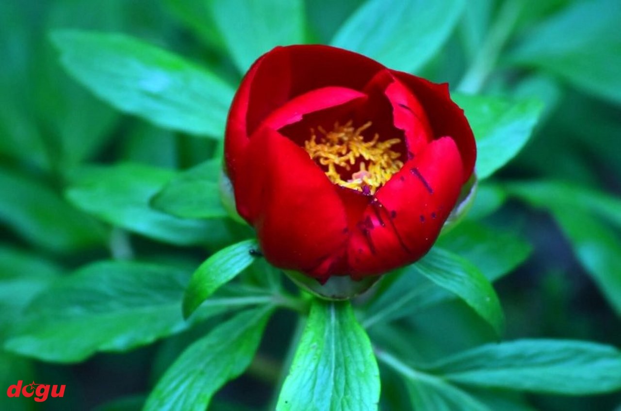 kan çiçeği  33_1280x848