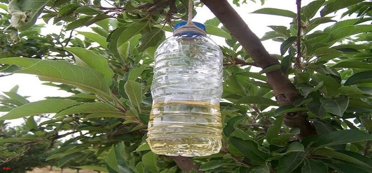 Kanadı Noktalı Sirke Sineği ile mücadele zamanı (2)_1280x597