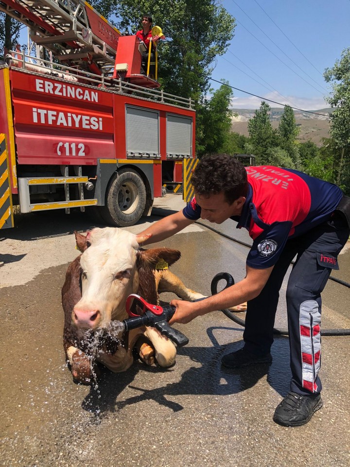 Kanalizasyona düşen inek kurtarıldı (2)_720x960