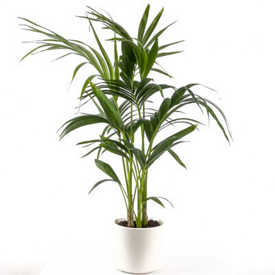 Kentia Palmiyesi Howea Forsteriana 960X960