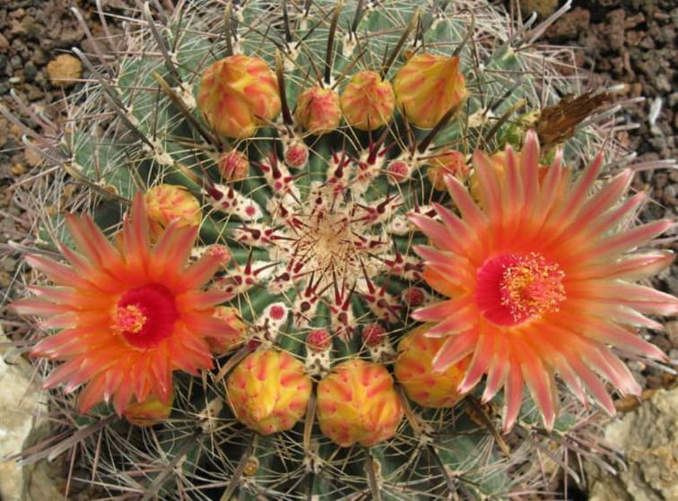 Kirpi Kaktüsü (Ferocactus) Görseli Üret