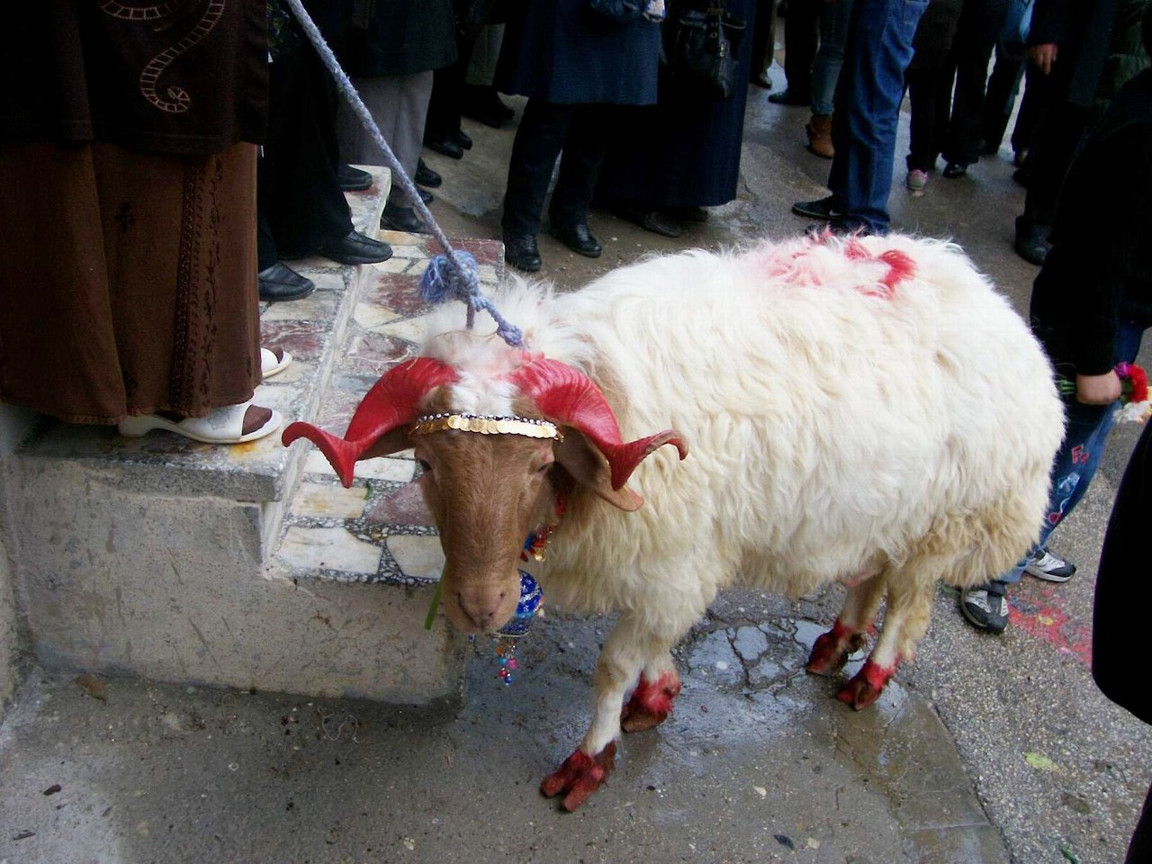 koyun kurbanlık tatil kurban koç(2)_1280x960