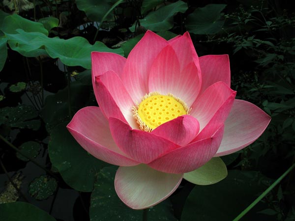 lotus çiçeği