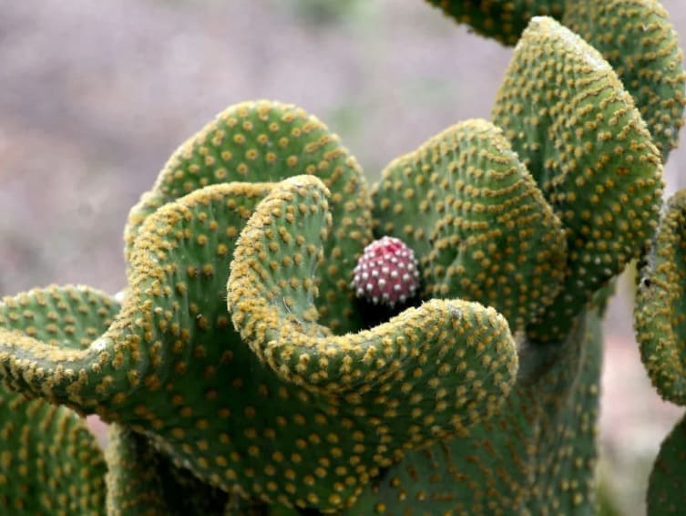 Opuntia Fulgida Cristata