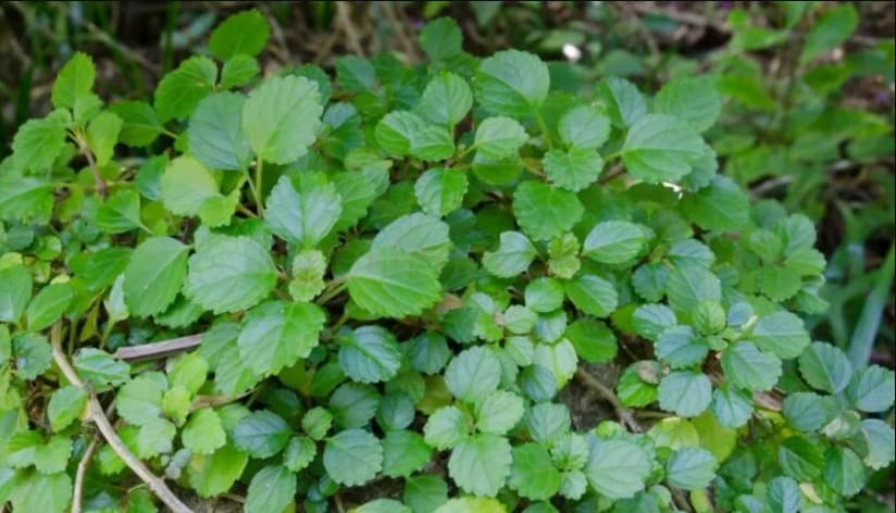 Parlak Mustafa (İsveç Sarmaşığı)