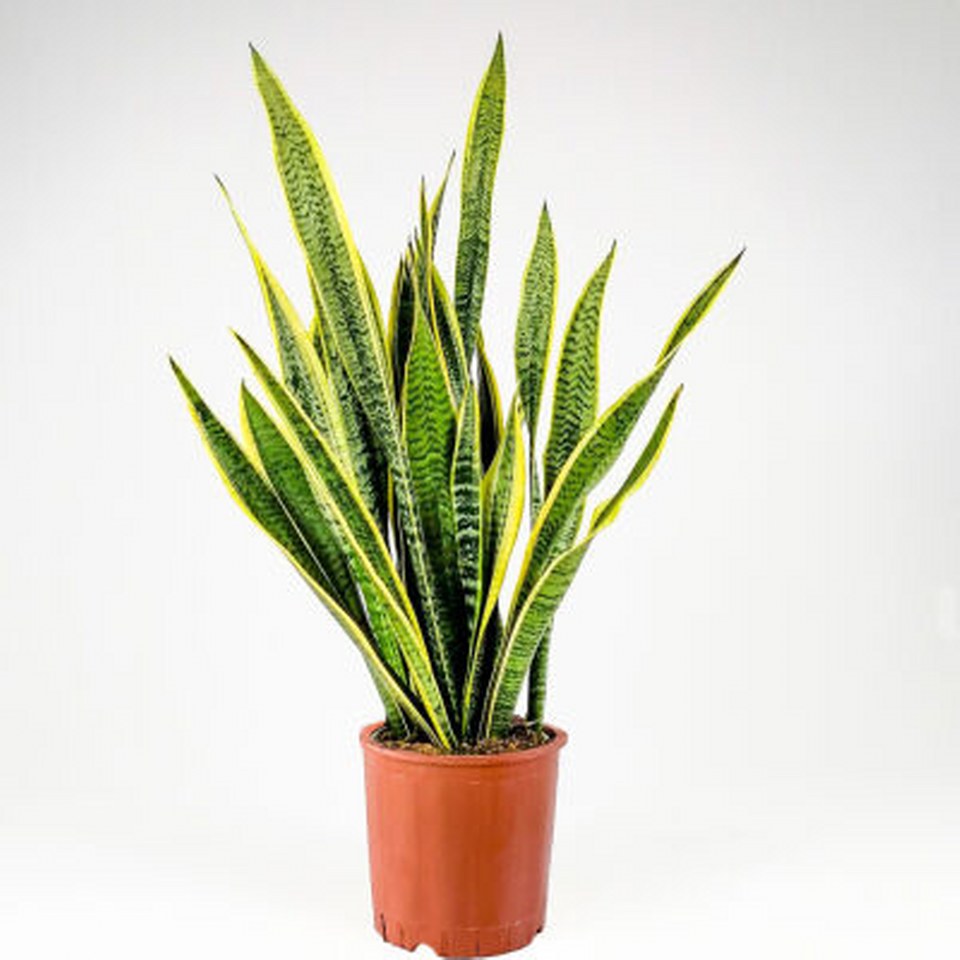 Paşa Kılıcı Peygamber Kılıcı 960X960