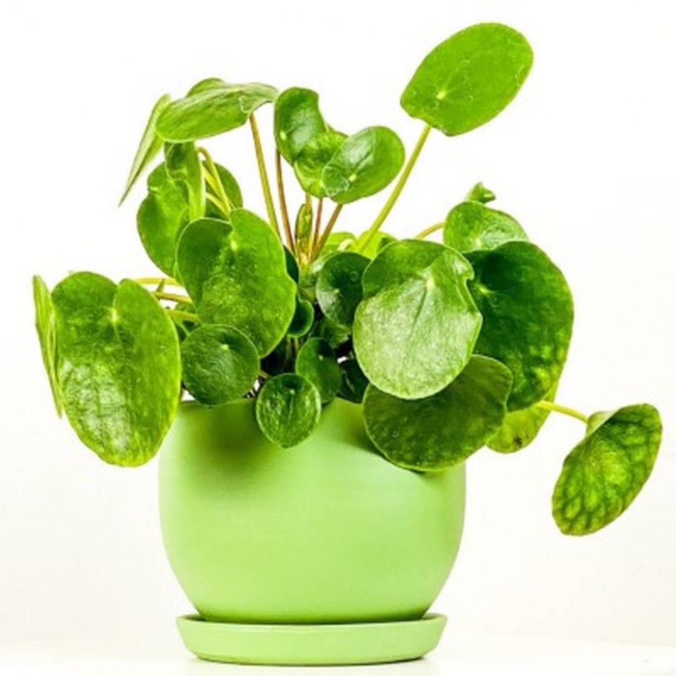 Pilea Peperomioides 960X960