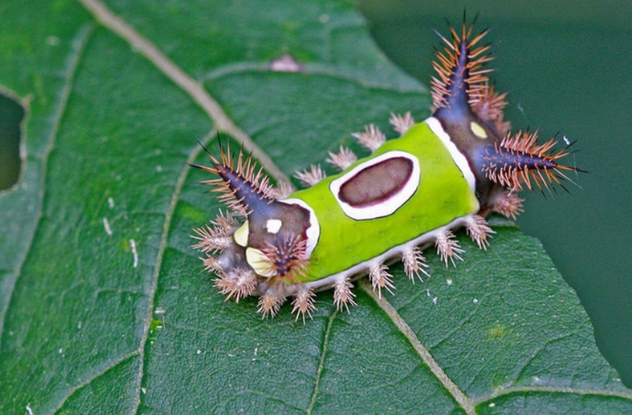 Semer Sırtı Tırtıl 1280X840