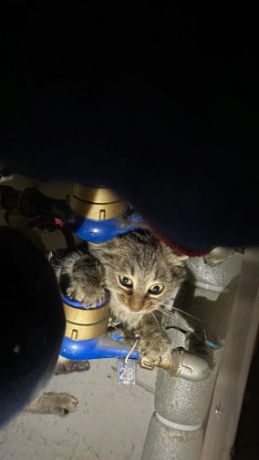 Sıkışan Kedi 284X505