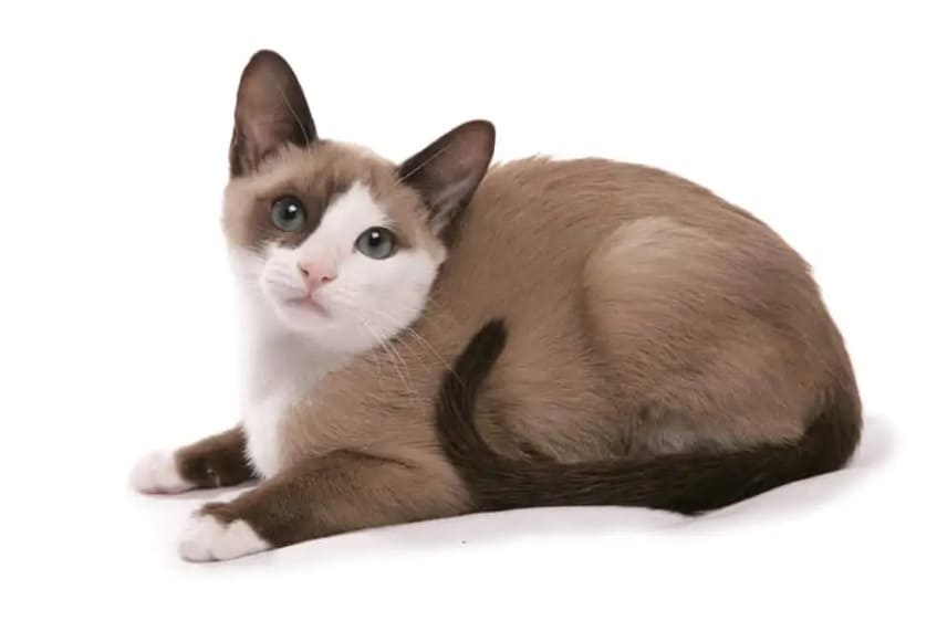 Snowshoe