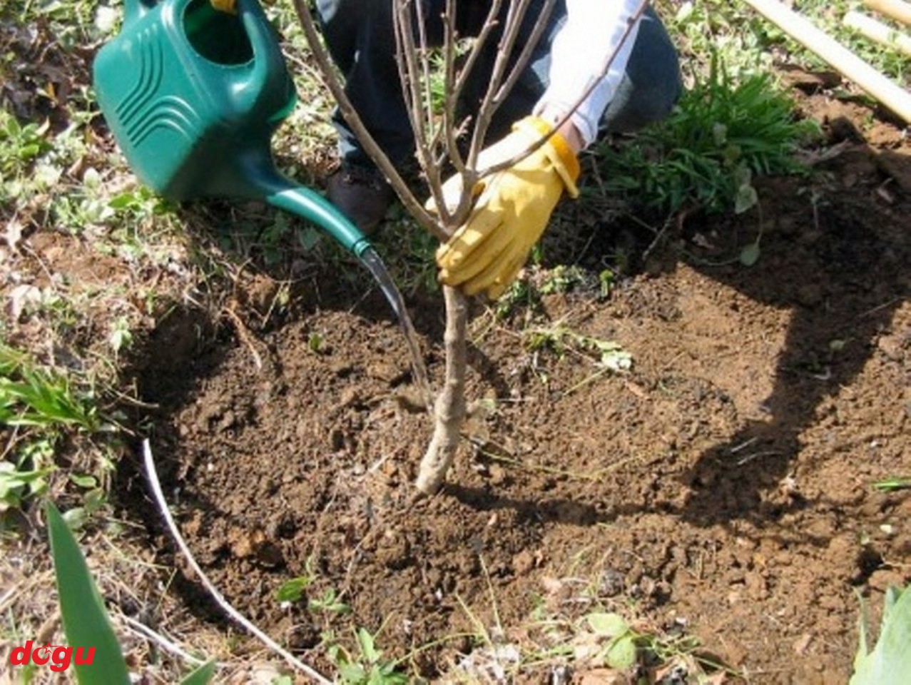 Sonbaharda Fidan Dikmenin Avantajları (4)_1277x960