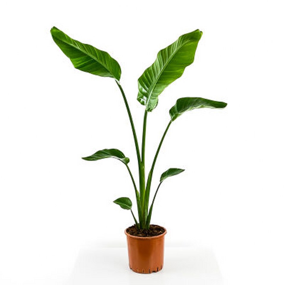 Starliçe Nicolai (Strelitzia Nicolai) 960X960