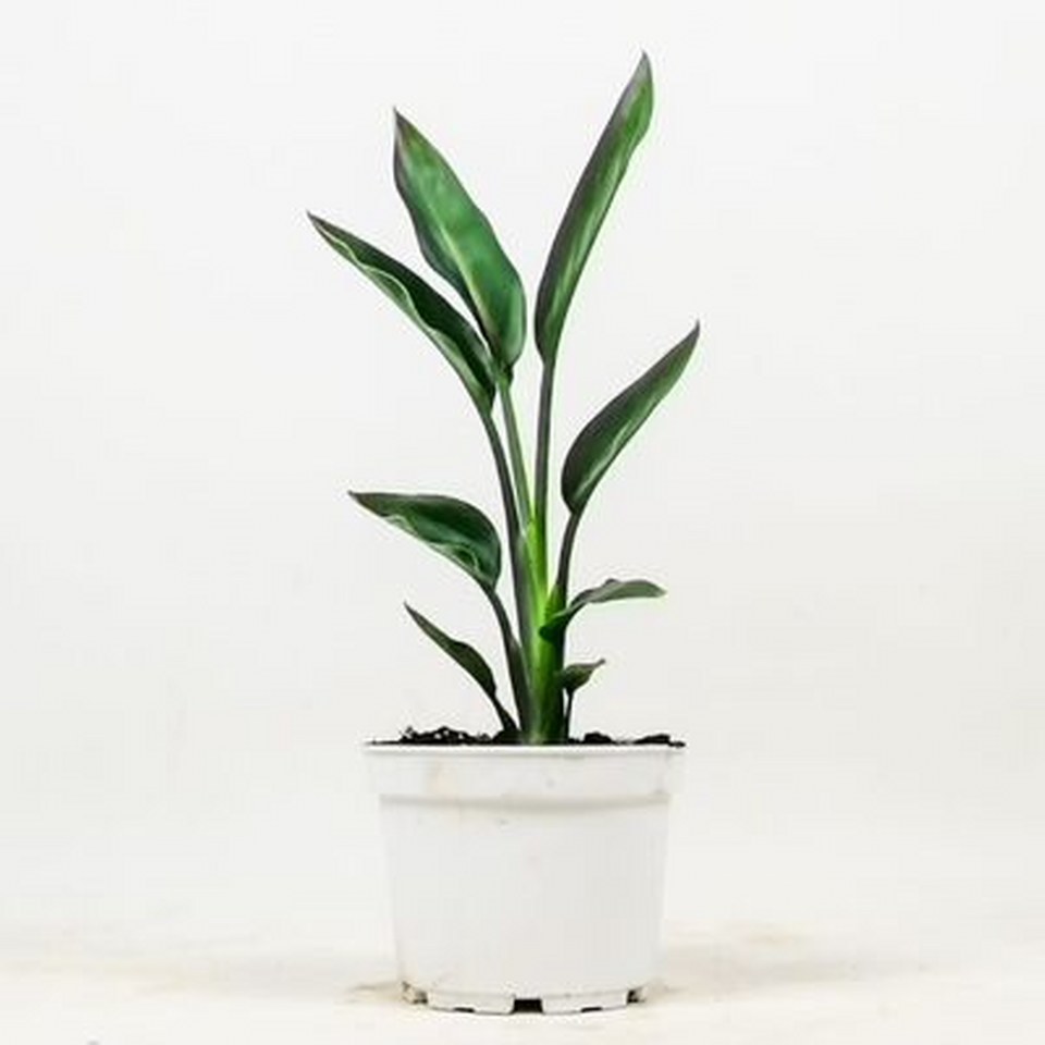 Starliçe Reginae Cennet Kuşu 960X960