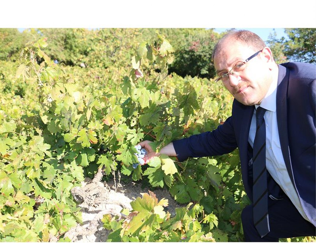 ÜZÜMLÜ (2)_1244x960