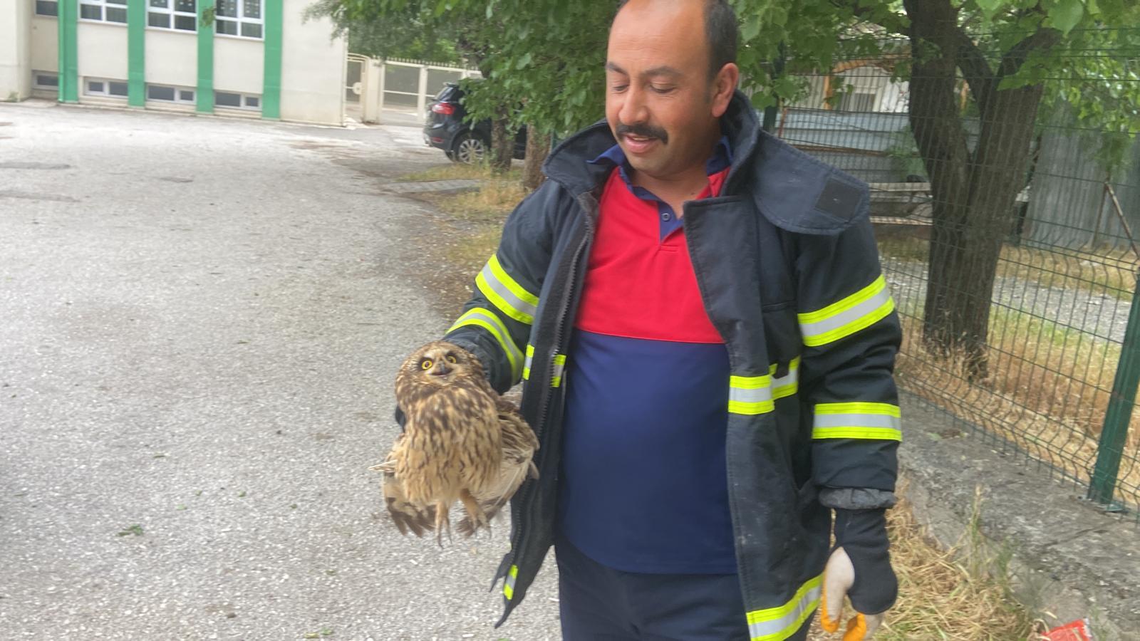 Yaralı Baykuşu Itfaiye Kurtardı (2)